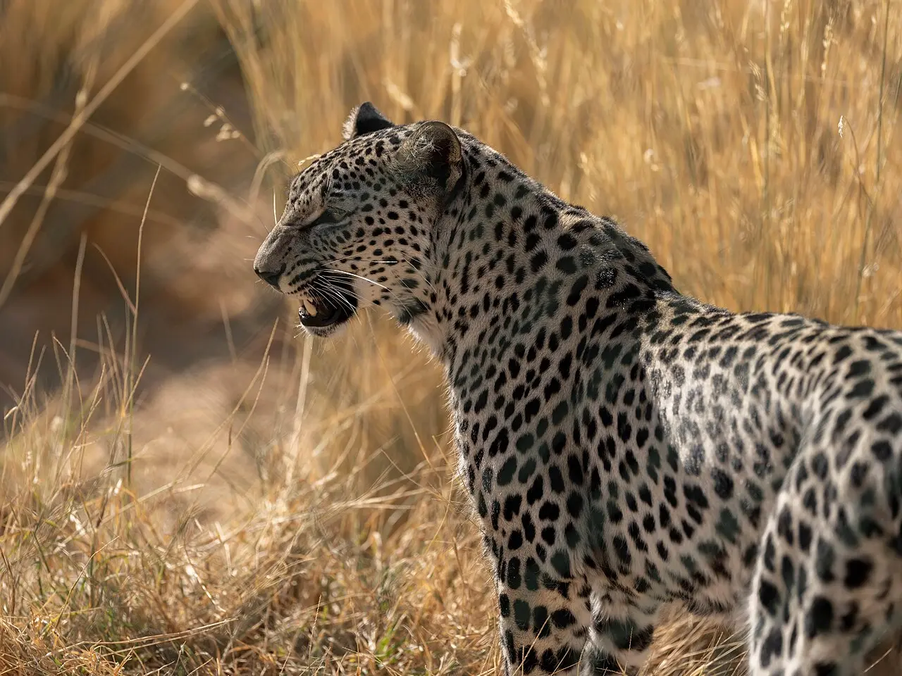 Arabian Leopard introducing environmental governance stories from Saudi Arabia